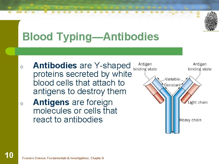 Blood Typing—Antibodies o o 10 Antibodies are Y-shaped proteins secreted by white blood cells