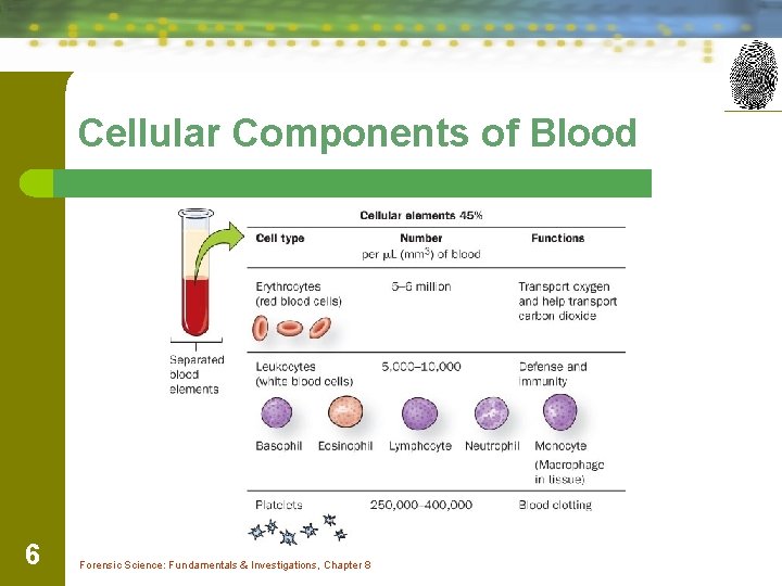 Cellular Components of Blood 6 Forensic Science: Fundamentals & Investigations, Chapter 8 