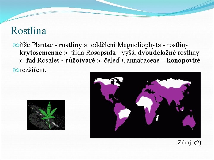 Rostlina říše Plantae - rostliny » oddělení Magnoliophyta - rostliny krytosemenné » třída Rosopsida
