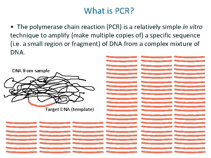 What is PCR? • The polymerase chain reaction (PCR) is a relatively simple in