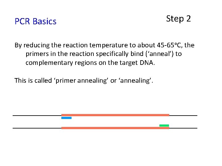 PCR Basics Step 2 By reducing the reaction temperature to about 45 -65 o.