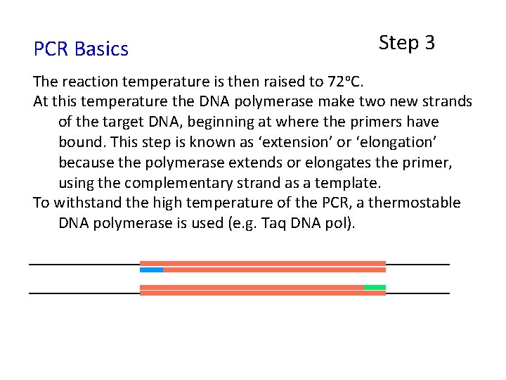 PCR Basics Step 3 The reaction temperature is then raised to 72 o. C.