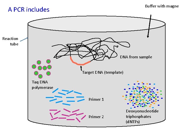Buffer with magnes A PCR includes Reaction tube DNA from sample Target DNA (template)