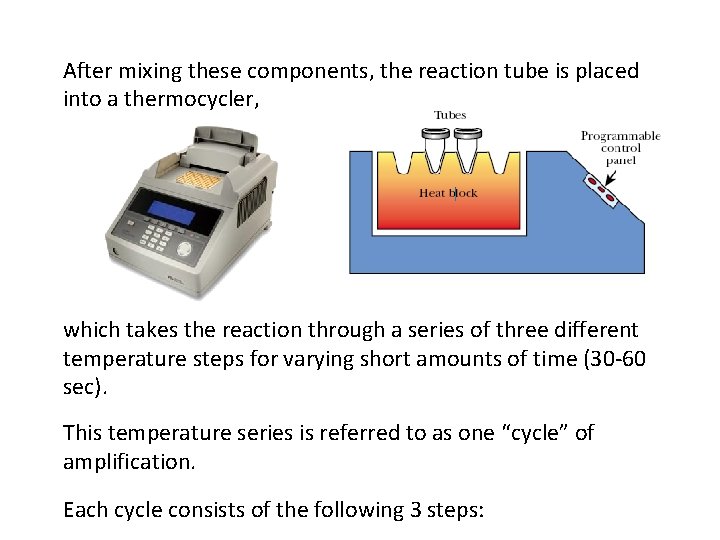 After mixing these components, the reaction tube is placed into a thermocycler, which takes
