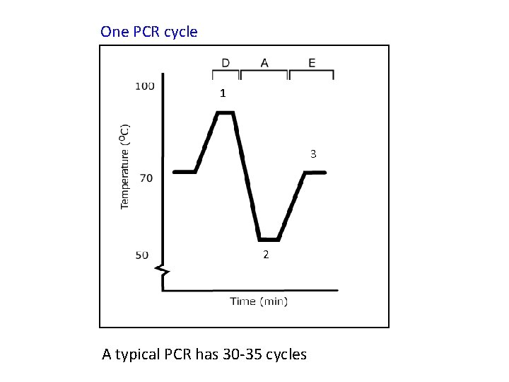 One PCR cycle 1 3 2 A typical PCR has 30 -35 cycles 