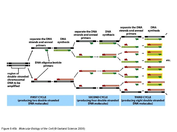 Figure 8 -45 b Molecular Biology of the Cell (© Garland Science 2008) 