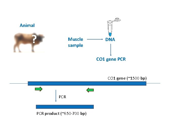 Animal ? Muscle sample DNA CO 1 gene PCR CO 1 gene (~1500 bp)