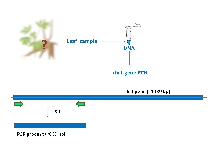 ? Leaf sample DNA rbc. L gene PCR rbc. L gene (~1430 bp) PCR