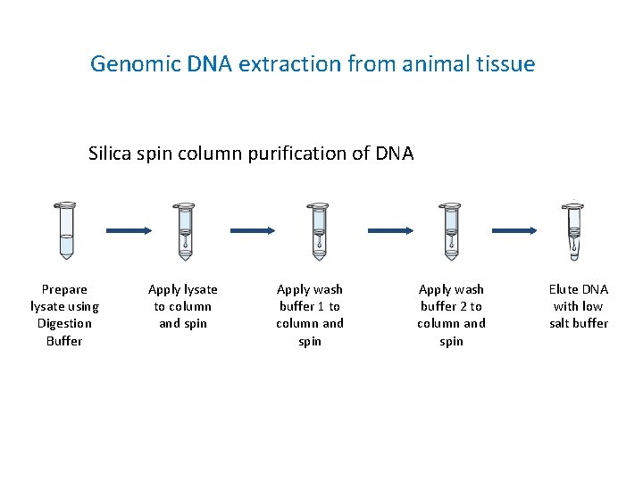 Genomic DNA extraction from animal tissue Silica spin column purification of DNA Prepare lysate