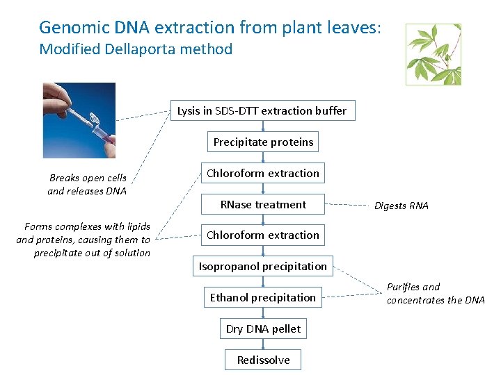 Genomic DNA extraction from plant leaves: Modified Dellaporta method Lysis in SDS-DTT extraction buffer