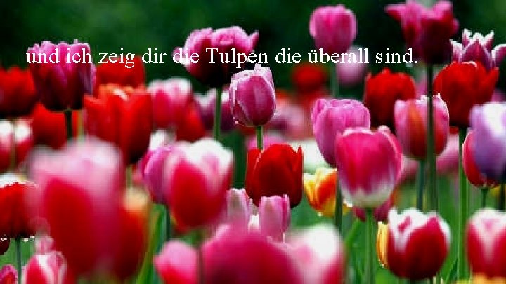 und ich zeig dir die Tulpen die überall sind. 