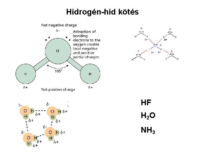 Hidrogén-híd kötés HF H 2 O NH 3 