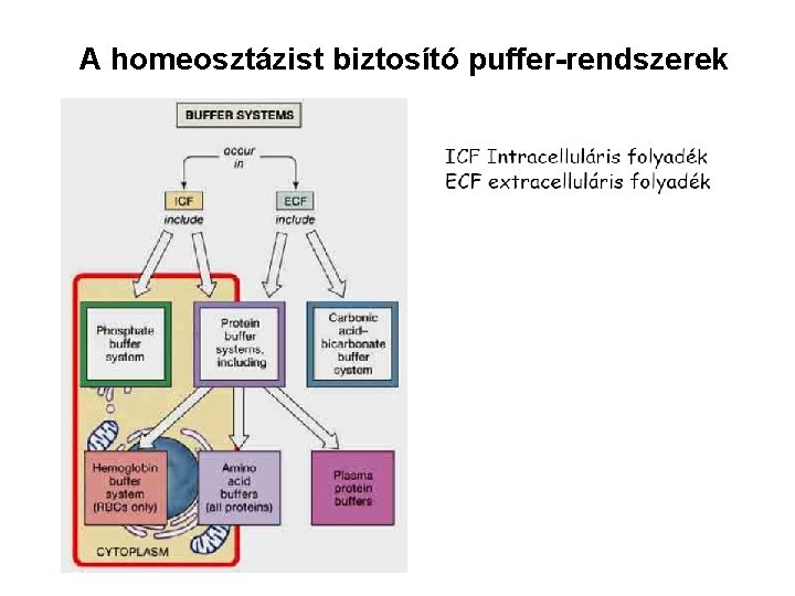 A homeosztázist biztosító puffer-rendszerek 