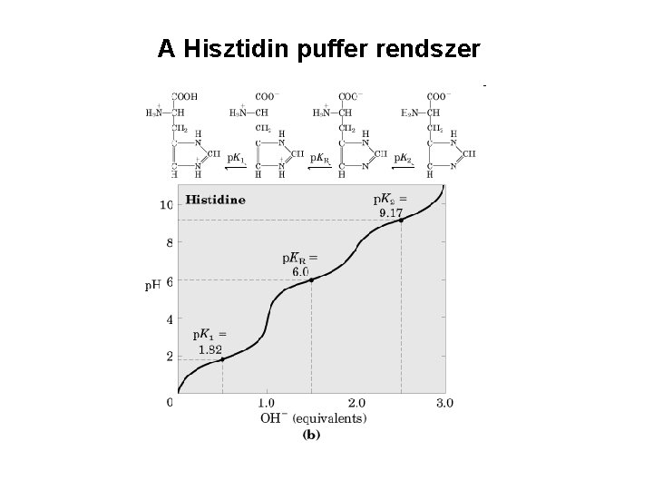 A Hisztidin puffer rendszer 