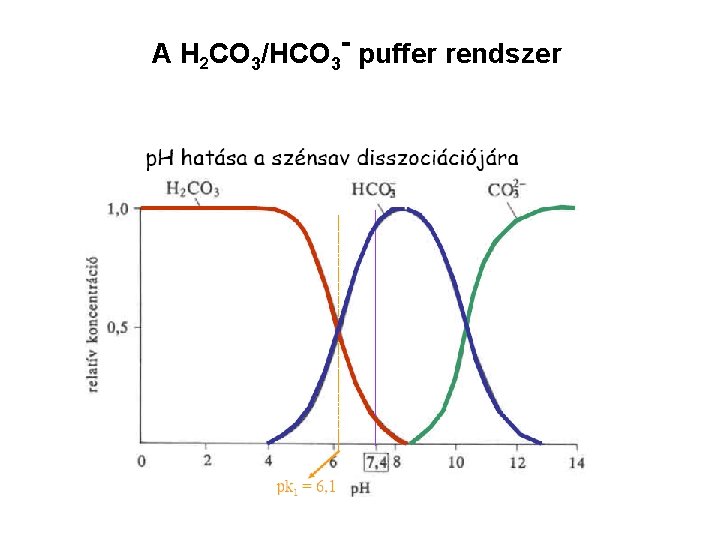 A H 2 CO 3/HCO 3 - puffer rendszer 