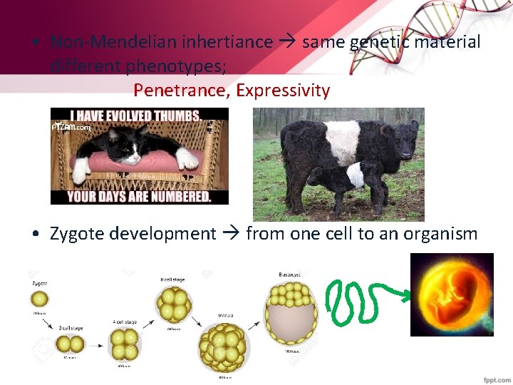  • Non-Mendelian inhertiance same genetic material different phenotypes; Penetrance, Expressivity • Zygote development