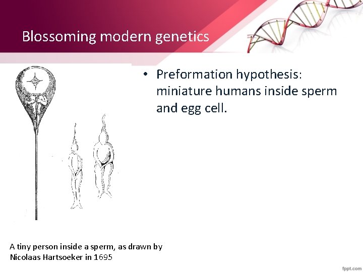 Blossoming modern genetics • Preformation hypothesis: miniature humans inside sperm and egg cell. A