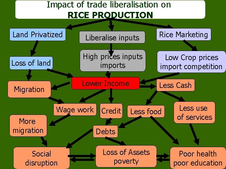 Impact of trade liberalisation on RICE PRODUCTION Land Privatized Loss of land Migration Liberalise