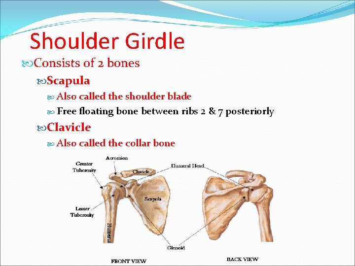 Shoulder Girdle Consists of 2 bones Scapula Also called the shoulder blade Free floating Shoulder Girdle Consists of 2 bones Scapula Also called the shoulder blade Free floating
