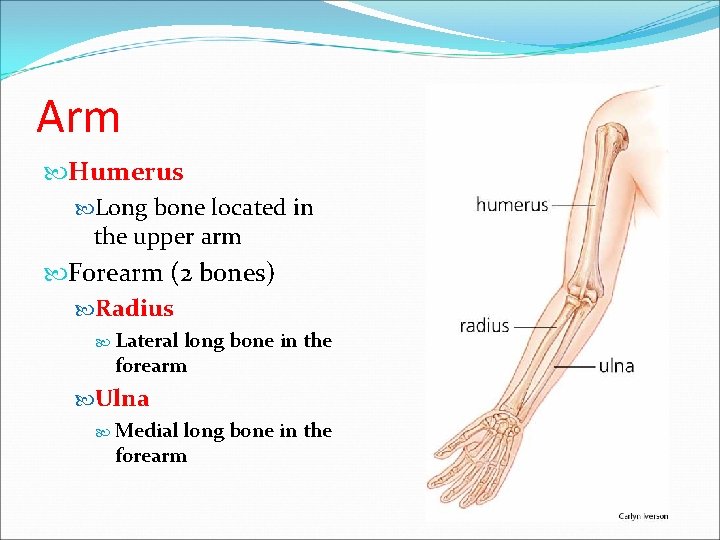 Arm Humerus Long bone located in the upper arm Forearm (2 bones) Radius Lateral Arm Humerus Long bone located in the upper arm Forearm (2 bones) Radius Lateral