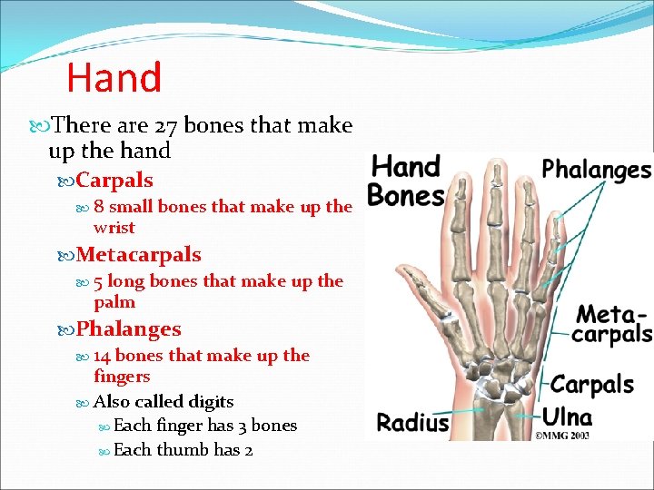 Hand There are 27 bones that make up the hand Carpals 8 small bones Hand There are 27 bones that make up the hand Carpals 8 small bones