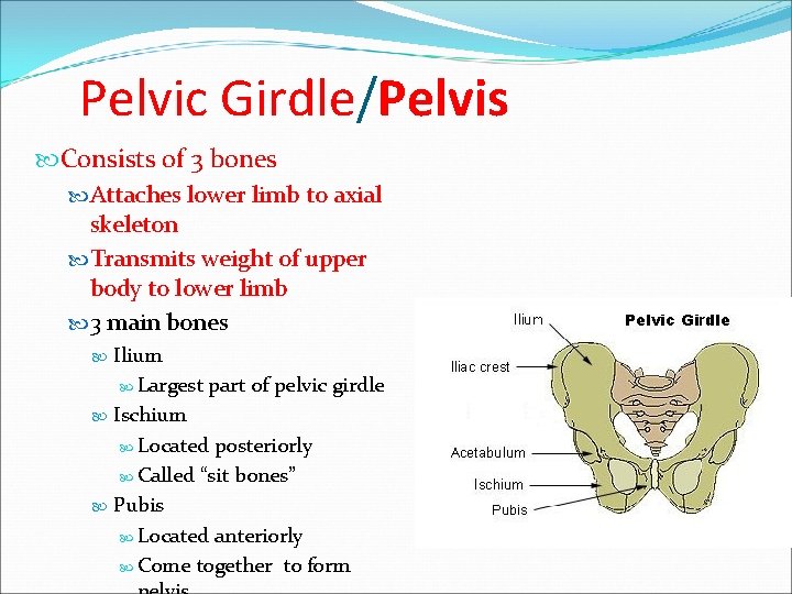 Pelvic Girdle/Pelvis Consists of 3 bones Attaches lower limb to axial skeleton Transmits weight Pelvic Girdle/Pelvis Consists of 3 bones Attaches lower limb to axial skeleton Transmits weight