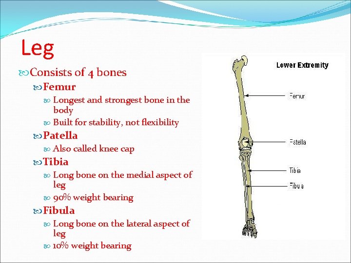 Leg Consists of 4 bones Femur Longest and strongest bone in the body Built Leg Consists of 4 bones Femur Longest and strongest bone in the body Built