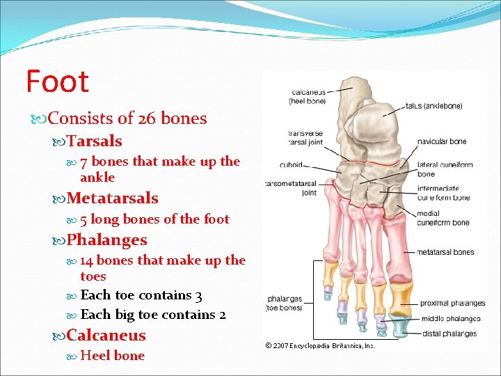 Foot Consists of 26 bones Tarsals 7 bones that make up the ankle Metatarsals Foot Consists of 26 bones Tarsals 7 bones that make up the ankle Metatarsals