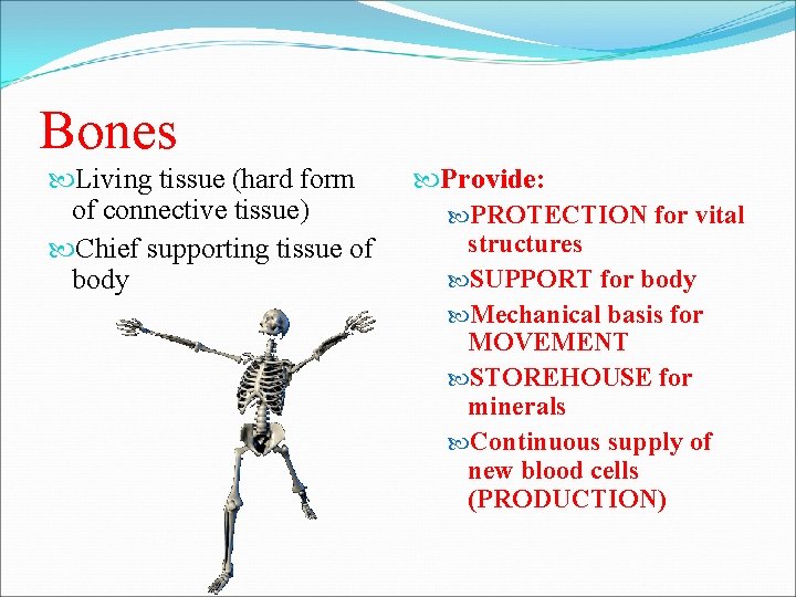 Bones Living tissue (hard form of connective tissue) Chief supporting tissue of body Provide: Bones Living tissue (hard form of connective tissue) Chief supporting tissue of body Provide: