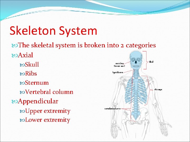 Skeleton System The skeletal system is broken into 2 categories Axial Skull Ribs Sternum Skeleton System The skeletal system is broken into 2 categories Axial Skull Ribs Sternum