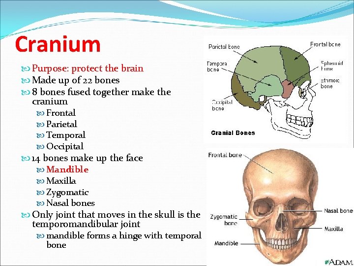 Cranium Purpose: protect the brain Made up 0 f 22 bones 8 bones fused Cranium Purpose: protect the brain Made up 0 f 22 bones 8 bones fused