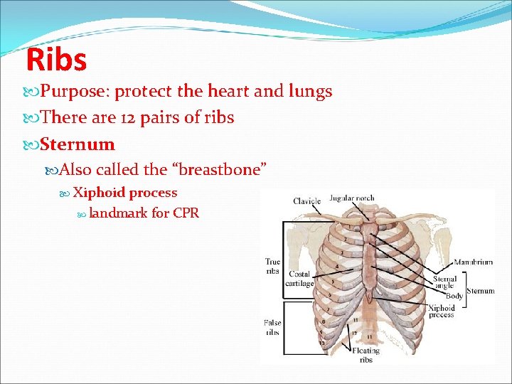 Ribs Purpose: protect the heart and lungs There are 12 pairs of ribs Sternum Ribs Purpose: protect the heart and lungs There are 12 pairs of ribs Sternum