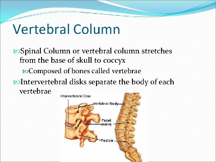 Vertebral Column Spinal Column or vertebral column stretches from the base of skull to Vertebral Column Spinal Column or vertebral column stretches from the base of skull to