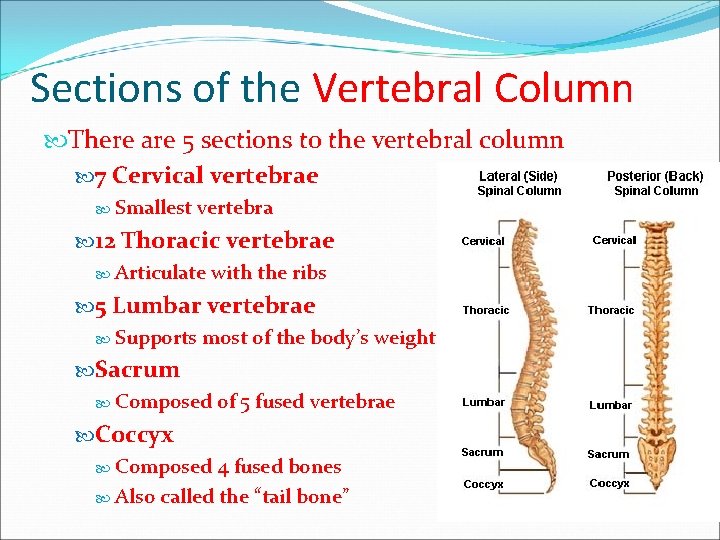 Sections of the Vertebral Column There are 5 sections to the vertebral column 7 Sections of the Vertebral Column There are 5 sections to the vertebral column 7