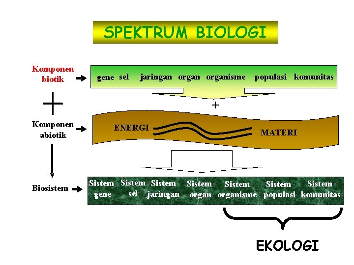 SPEKTRUM BIOLOGI Komponen biotik gene sel organisme populasi komunitas sel jaringan organisme gene +