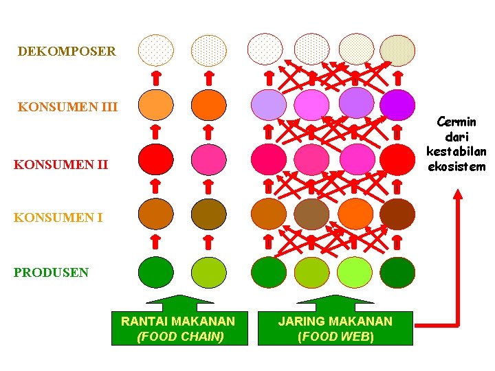 DEKOMPOSER KONSUMEN III Cermin dari kestabilan ekosistem KONSUMEN II KONSUMEN I PRODUSEN RANTAI MAKANAN