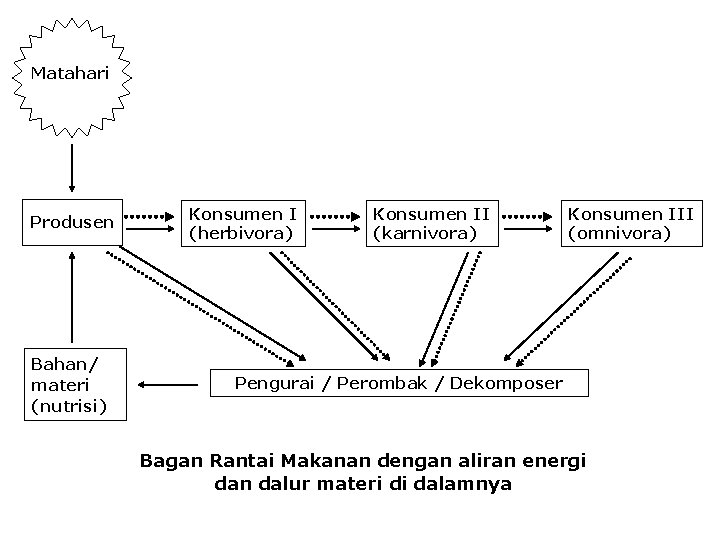 Matahari Produsen Bahan/ materi (nutrisi) Konsumen I (herbivora) Konsumen II (karnivora) Konsumen III (omnivora)