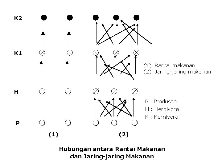 K 2 K 1 (1). Rantai makanan (2). Jaring-jaring makanan H P : Produsen