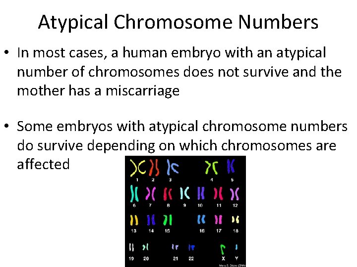 Atypical Chromosome Numbers • In most cases, a human embryo with an atypical number