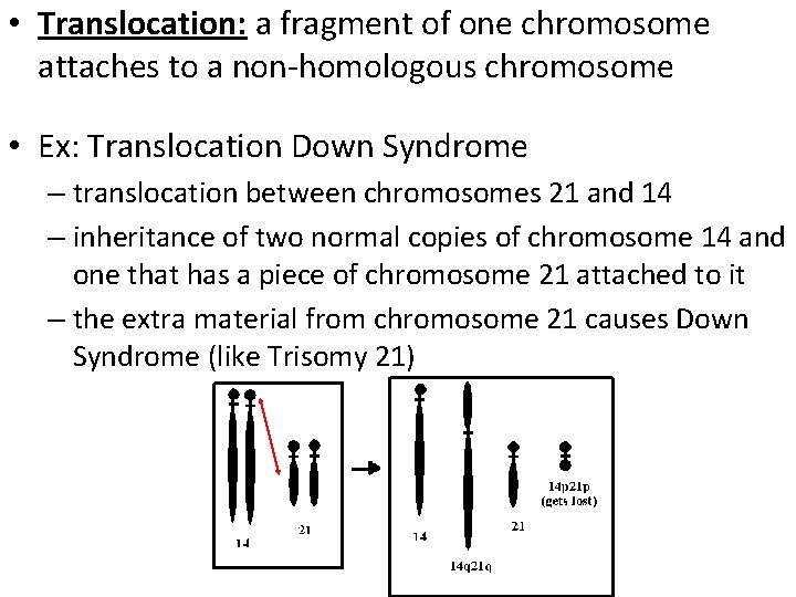  • Translocation: a fragment of one chromosome attaches to a non-homologous chromosome •