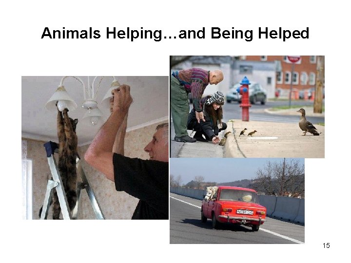 Animals Helping…and Being Helped 15 