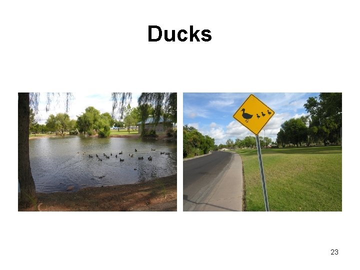 Ducks 23 