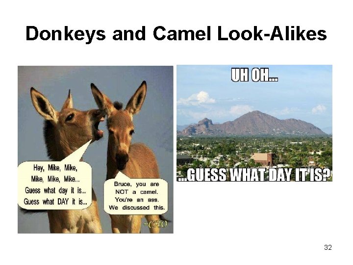 Donkeys and Camel Look-Alikes 32 