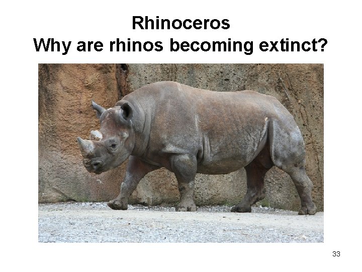 Rhinoceros Why are rhinos becoming extinct? 33 