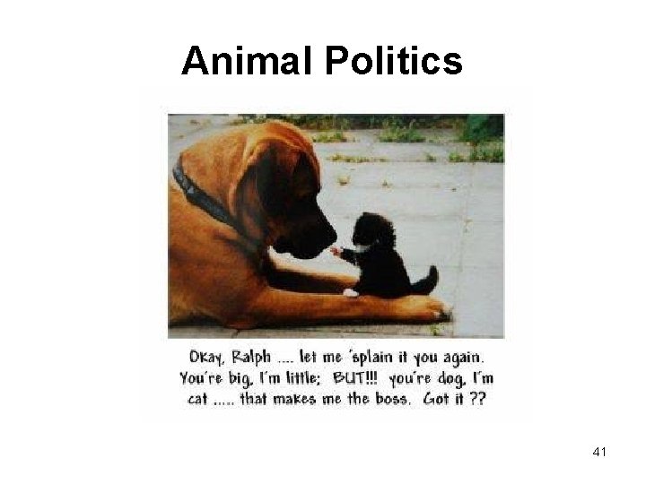 Animal Politics 41 