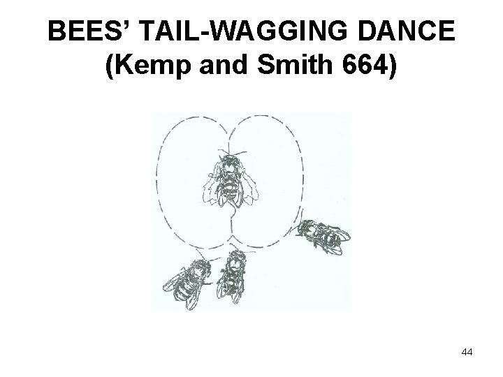 BEES’ TAIL-WAGGING DANCE (Kemp and Smith 664) 44 