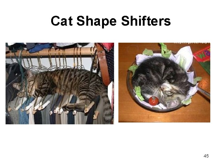 Cat Shape Shifters 45 