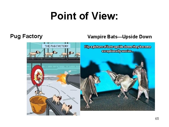 Point of View: Pug Factory Vampire Bats—Upside Down 65 