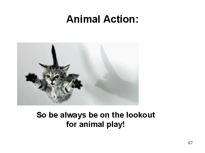 Animal Action: So be always be on the lookout for animal play! 67 