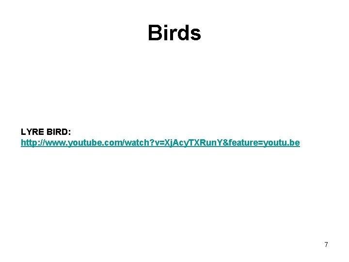 Birds LYRE BIRD: http: //www. youtube. com/watch? v=Xj. Acy. TXRun. Y&feature=youtu. be 7 